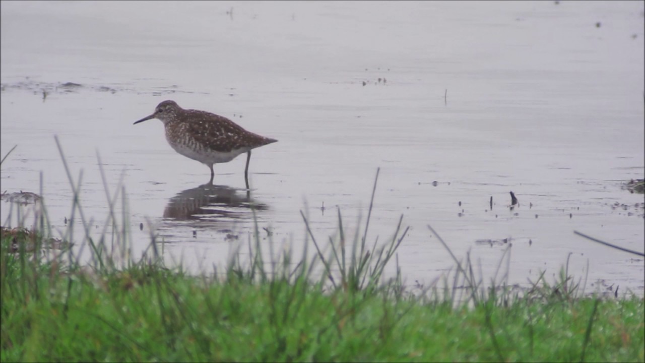 camera iphone 8 plus apk Wood Sandpiper, Northumbs, 2017