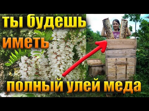 Мед будет всегда