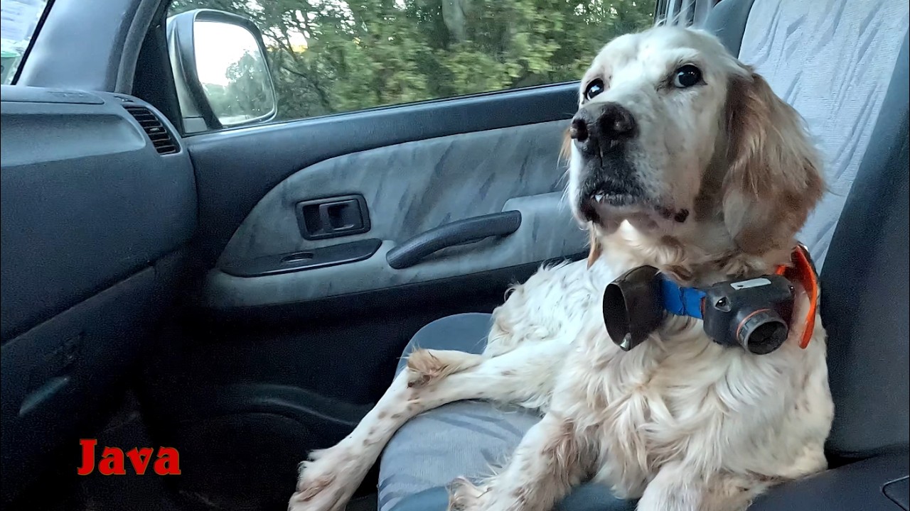 🔔Chasse bécasse - setter anglais - janvier 2026🔔