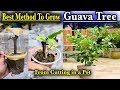 Grow Branch Of Guava Tree l How To Propagate Guava Cutting from its Branch