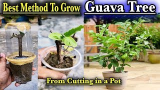 Grow Branch Of Guava Tree l How To Propagate Guava Cutting from its Branch