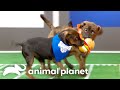 Adorable highlights from past puppy bowls  animal planet