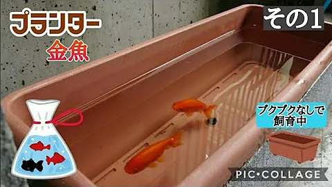 金魚 育て方