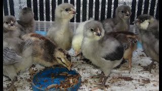 видео: Кого ест опарыш? Кто ест опарыша? картинка: Кого ест опарыш? Кто ест опарыша?