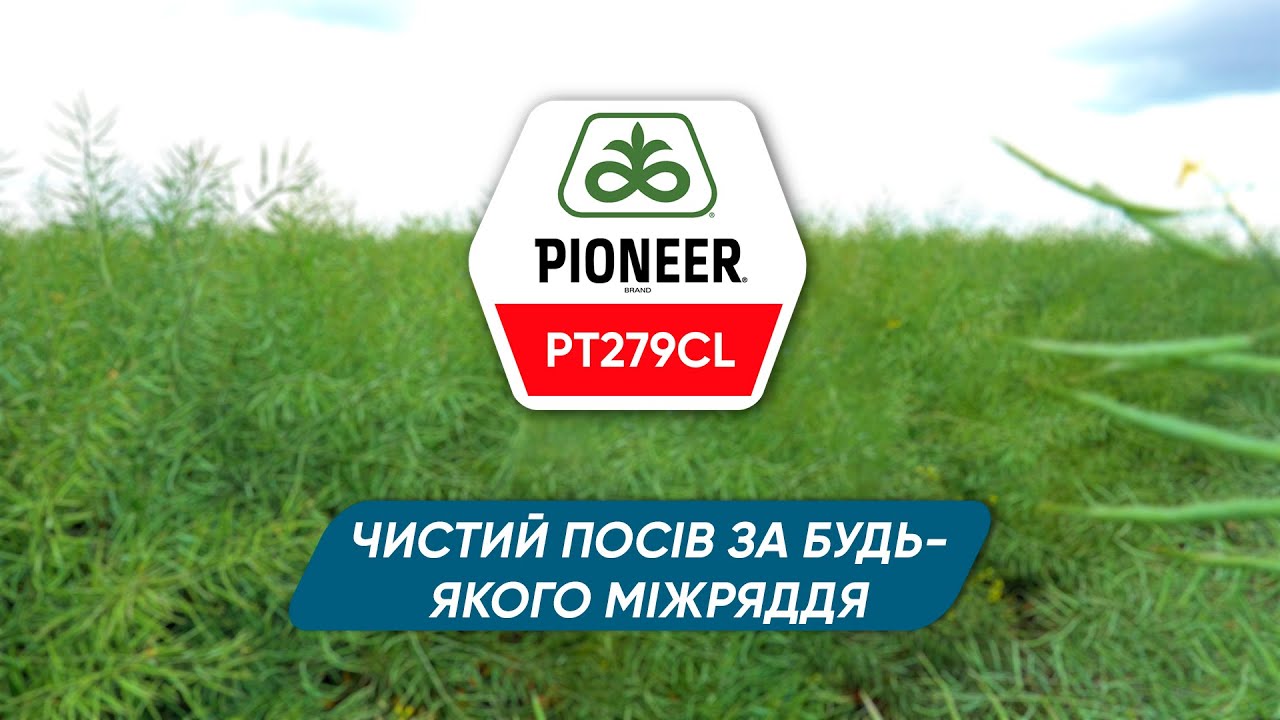 PT279CL – гербіцидостійкий гібрид ріпаку озимого від Pioneer®
