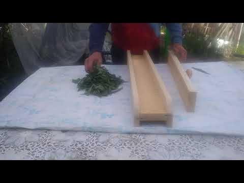 РОЛЛЕР ДЛЯ СКРУЧИВАНИЯ ЛИСТЬЕВ ИВАН -- ЧАЯ И ДРУГИХ РАСТЕНИЙ. - YouTube