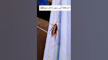 ويلي ويلي من الصراصير Cat المراه المراه Explore اكسبلور ترند 