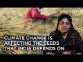 Food security climate change is affecting the seeds that india depends on