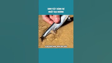 HD Review Sinh vật đáng sợ nhất đại dương #shorts