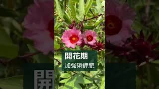 洛神開花期該如何施肥？ 