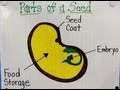 Seed Structure and Function