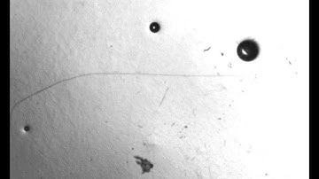 Video of C. elegans with THORLABS camera