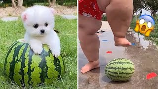 Funny and Cute Dog Pomeranian 😍🐶| Funny Puppy Videos #133