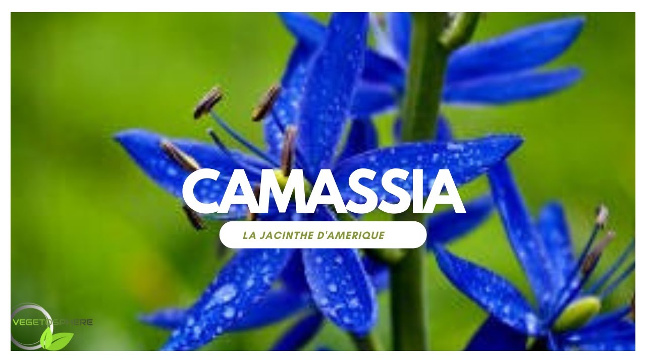 Camassia, un bulbe de fin de printemps à découvrir