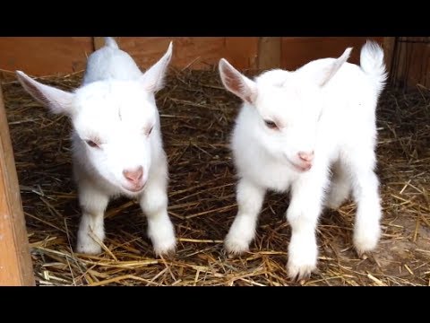 Cute Baby Goats - A Cutest And Funny Goats Baby Videos Compilation ...