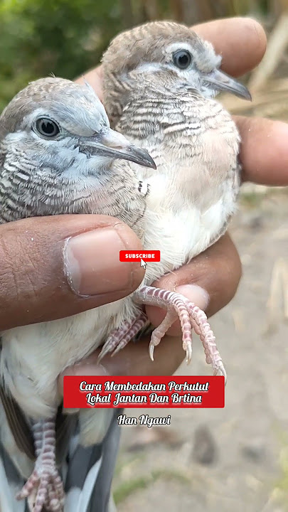 Cara Sangat Mudah Membedakan Anakan Perkutut Lokal Jantan Dan Betina #viral
