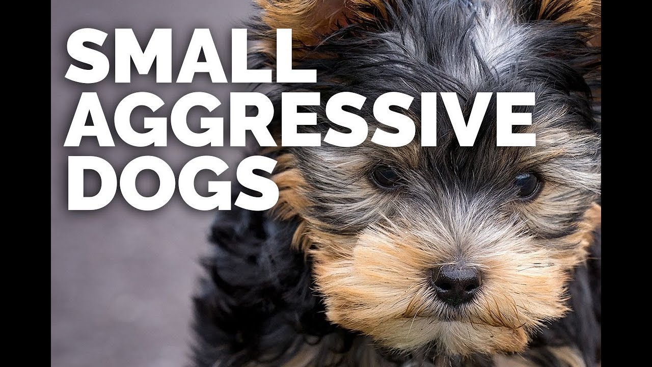 Why Are Small Dogs So Angry Updated March 2023 Wikidoggia