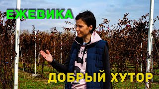 видео: Ежевика | Знакомство с КФХ  картинка: Ежевика | Знакомство с КФХ