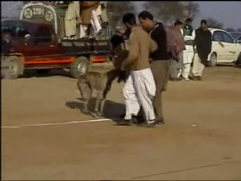 Rabbit Race Chakwal Parhal Pinwal2006