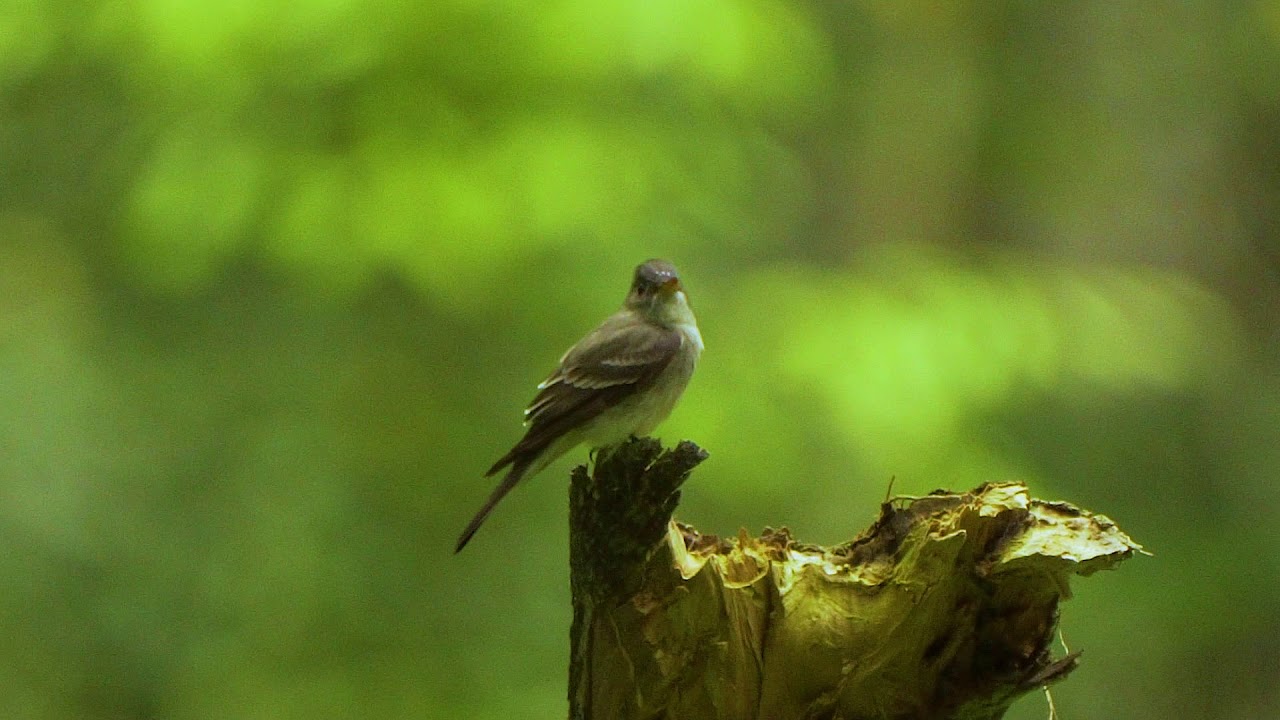 36 06 Tropical Pewee 