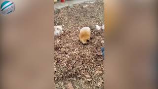 Cute foxes jump and play in huge pile of fallen leaves | Breaking News!