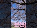 Falling Cherry Blossoms! 🌸