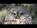 Great Gray Owl Relaxation