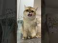 after dinner shower #cat #kitty #cute #meow #kitten #shorts #котик #милота