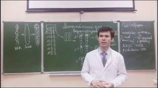 картинка: Множественный аллелизм. Кодоминирование