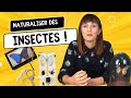 Tuto talage dinsectes  comment se crer une collection entomologique ou un cabinet de curiosits