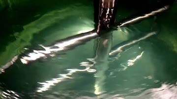 Anchor - Gate Impeller:  Flow Pattern