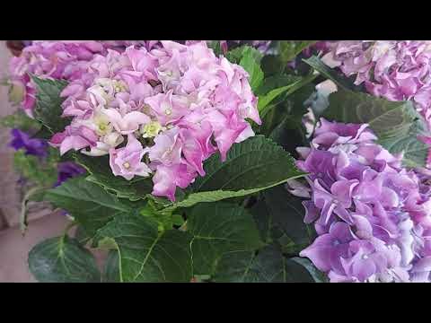 Hortensien überwintern YouTube
