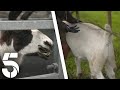 Avoiding The Lama's Spit & Collecting Poo | Friday On The Farm | Channel 5