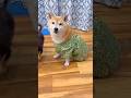 唐草模様大好き🐶❤️#柴犬 #チワワ #shorts