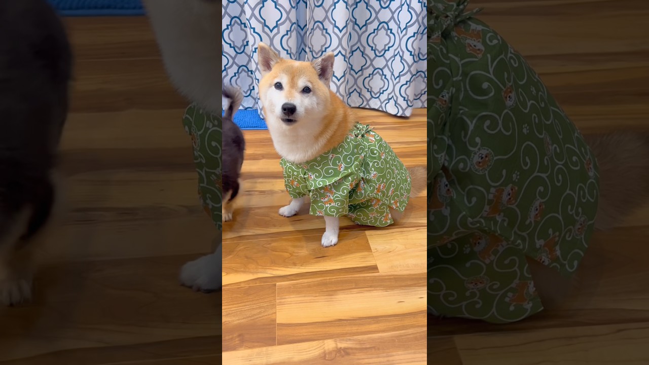 唐草模様大好き🐶❤️#柴犬 #チワワ #shorts