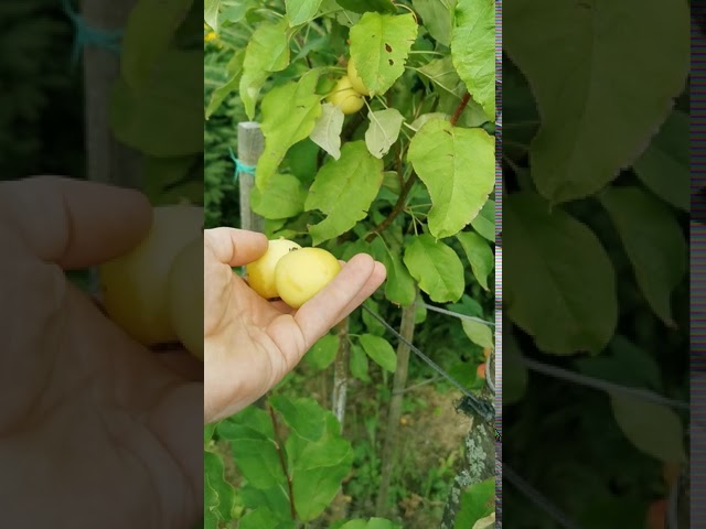 Яблоня Китайка Золотая Ранняя.