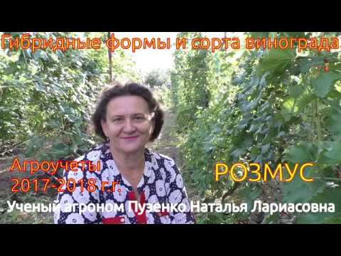 Видео: Грозде Пузенко Наталия: описание на сорта, съвети за отглеждане