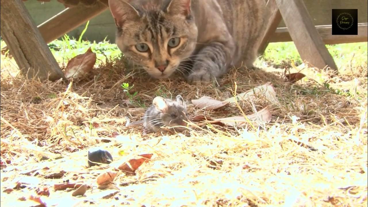 Cat catching mouse ! YouTube