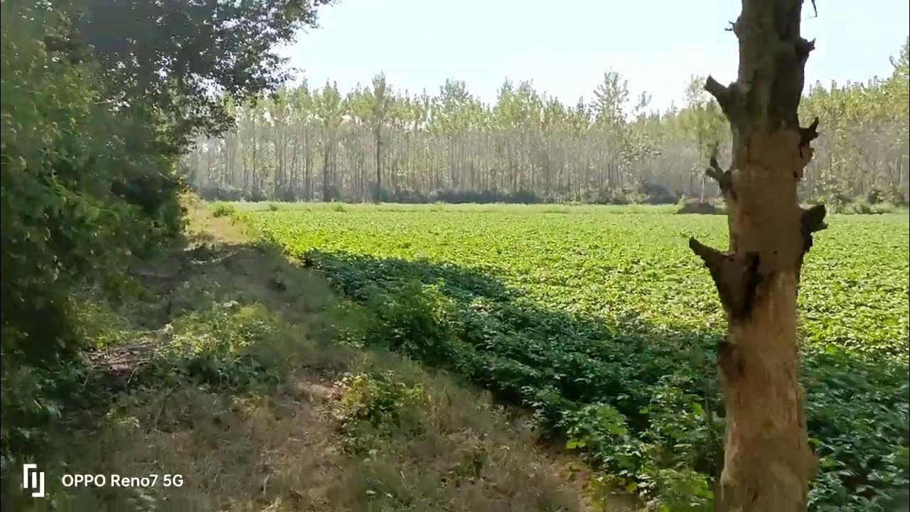 2 Kille Land For Sale In Hoshiarpur Punjab Cont 9316167007 YouTube 2-kille-land-for-sale-in-hoshiarpur-punjab-cont-9316167007-youtube