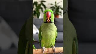 “Ye chhota sa parrot sabse zyada smart hai 🦜🔥”#motivation#education #inspiration #entertainment #abc