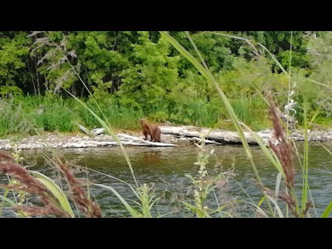 Медведь ловит рыбку - YouTube