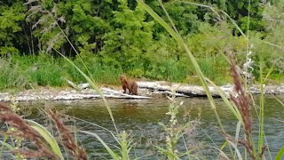 Медведь ловит рыбку