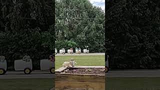 Things that roll by!! #short #shortvideo #lawnmower #train #summer #strangerthings #youtubeshorts