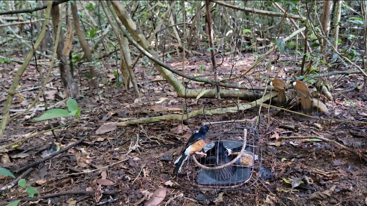 Bẫy chòe lửa kéo thuốc lào. Hót giọng rừng