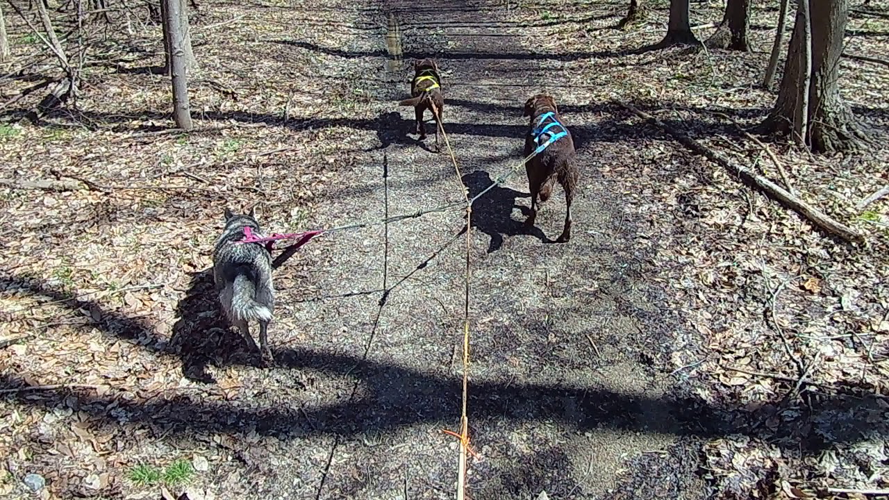 Scooter Joring in April YouTube