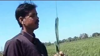 Bihar farmer sets world record in rice production