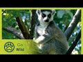 Madagascar - Great Places of the World 3/6