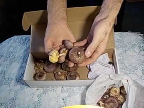 Хранение гладиолусов зимой.