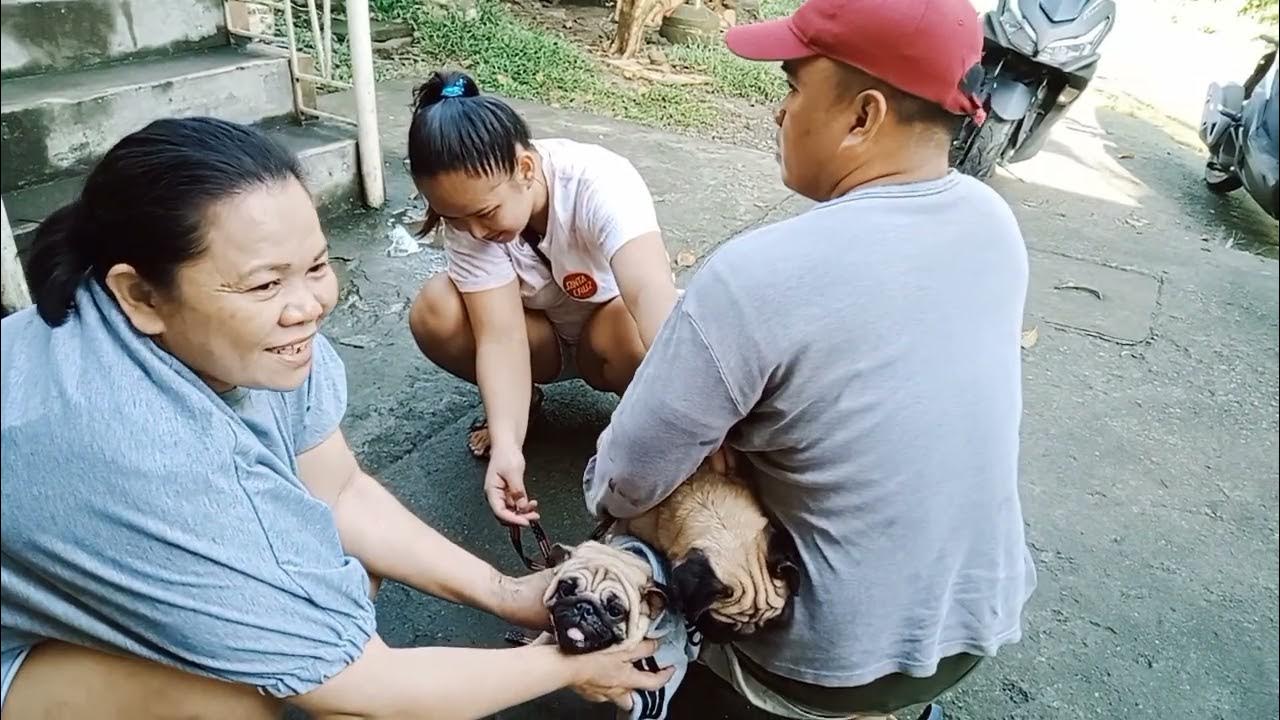 pug stud bustos bulacan YouTube