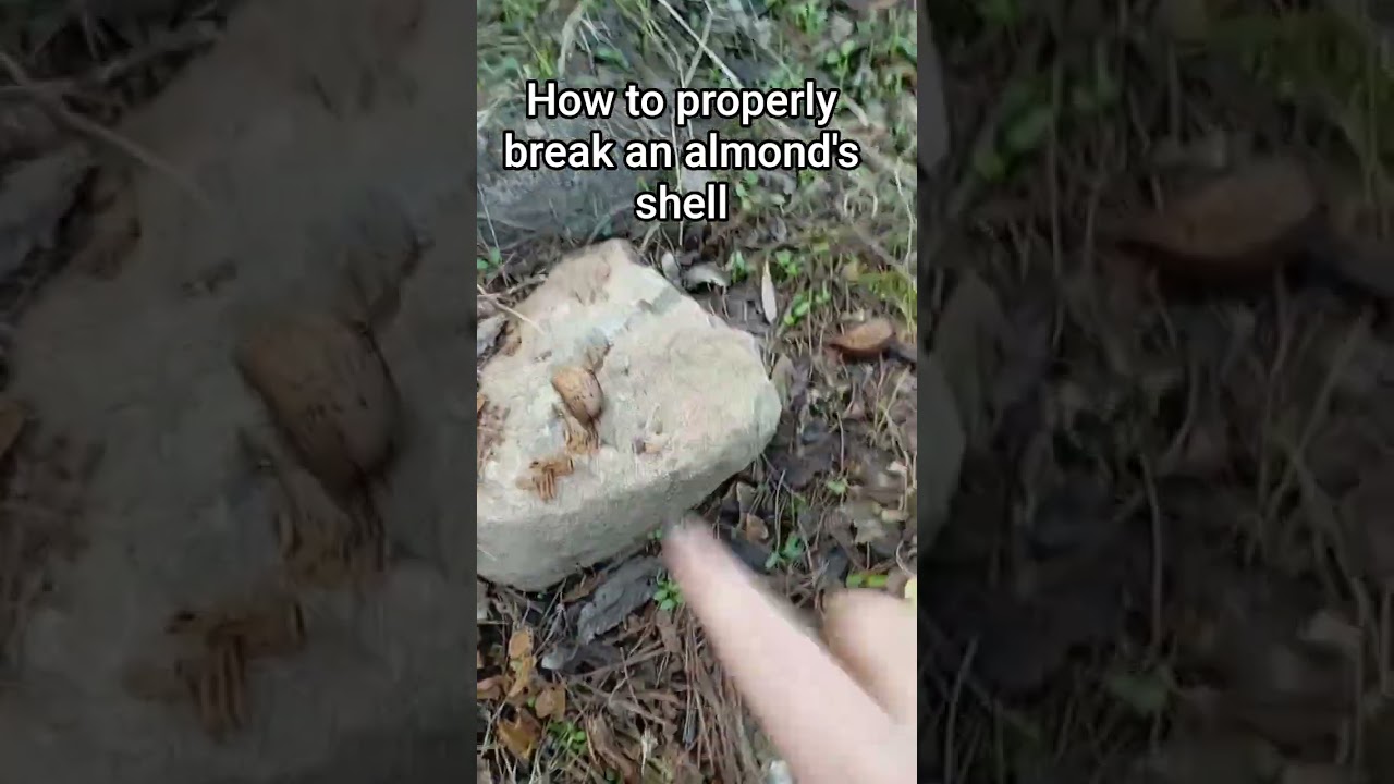 how to break an almond's shell 